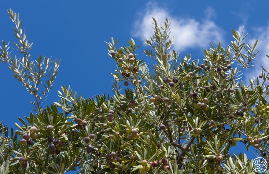 Albuñuelas, Olive groves