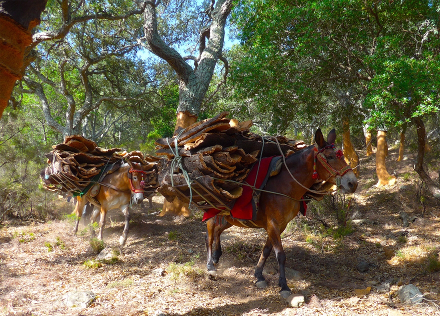 Cork cutters and mules are keeping alive a centuries-old tradition in Andalucia. © Michelle Chaplow