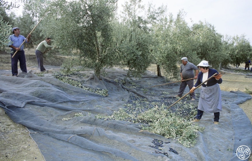 Harvest of the Andalucian Olives © Michelle Chaplow