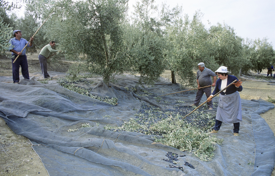 The traditional form of Olive harvesting in Andalucia © Michelle Chaplow