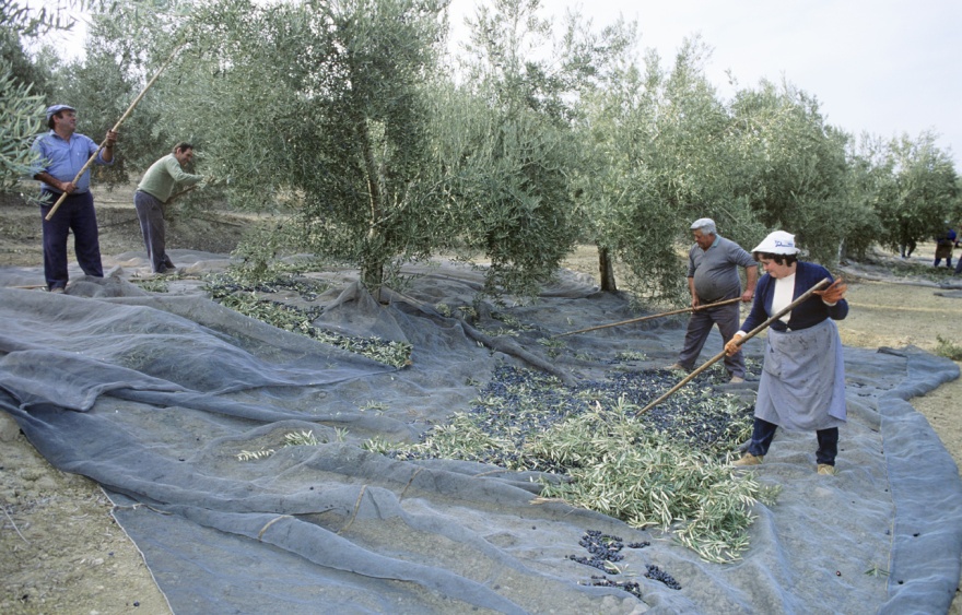 The traditional form of Olive harvesting in Andalucia © Michelle Chaplow