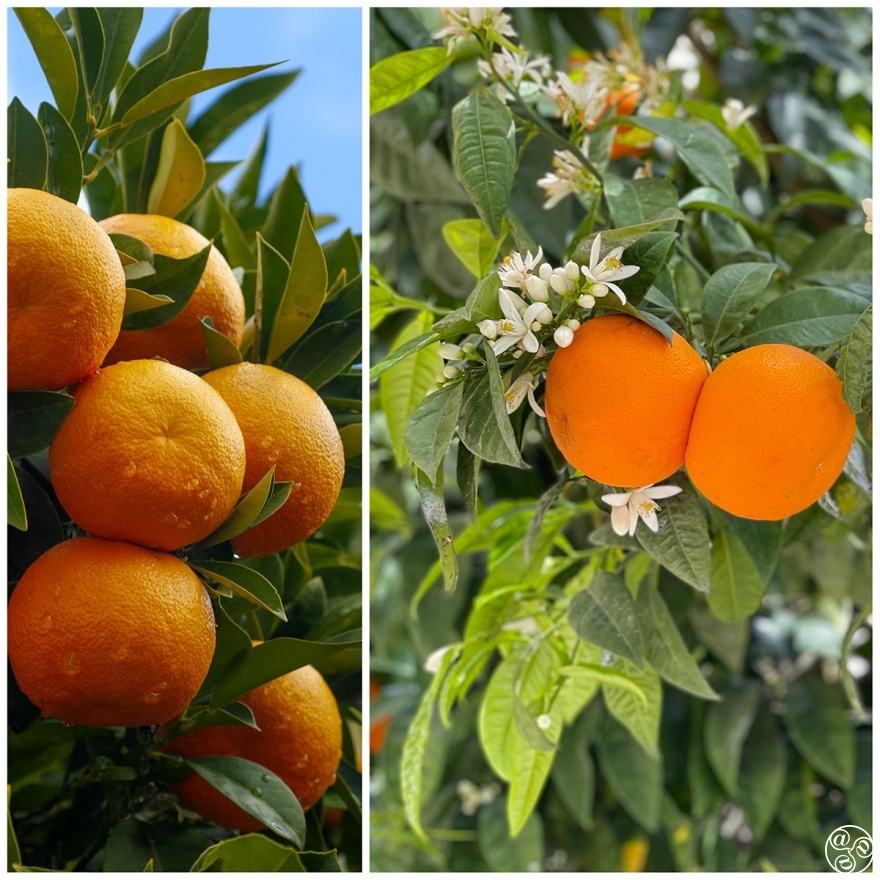 Sun-drenched lemon groves and homemade lemonade (c) Michelle Chaplow