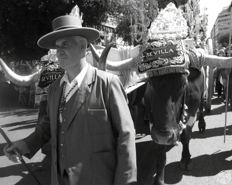 Romaria setting off with Oxen  - photo Fiona Flores Watson