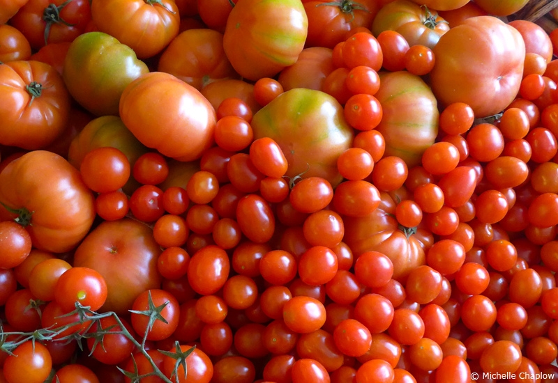 Tomatoes, home grown in Andalucia, Spain. © Michelle Chaplow
