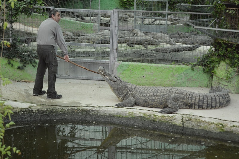 The daring trainers at Torremolinos Crocodile Park