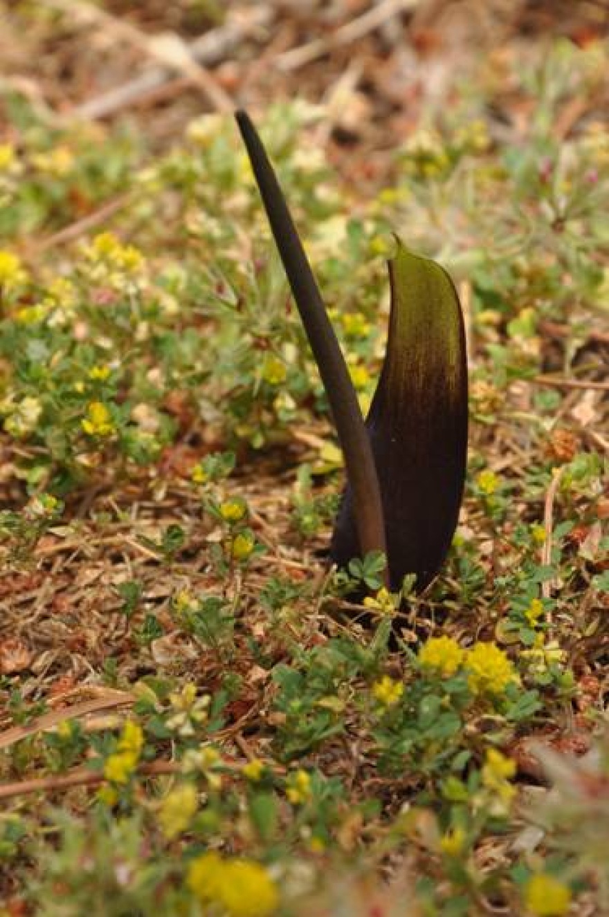 Narrow-leaved Biarum - Biarum arundanum © Tony Hall