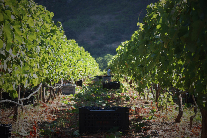 Bodega Gonzalo Beltrán, Ronda