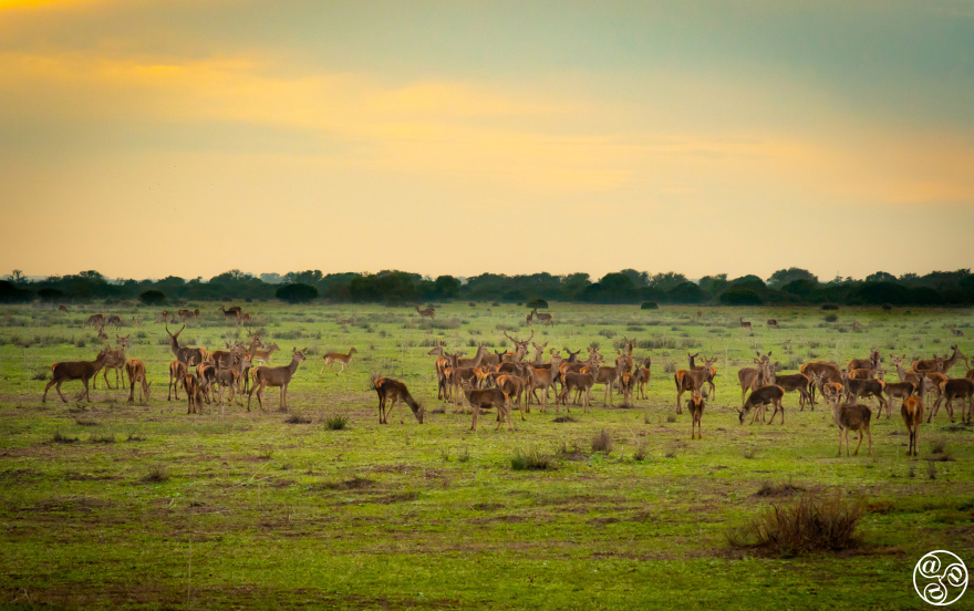 Wildlife grazing across the vast marshlands of Doñana National Park, a UNESCO World Heritage Site where wetlands, wild landscapes, and open skies create one of Spain’s most remarkable natural havens. ©istockphoto.com