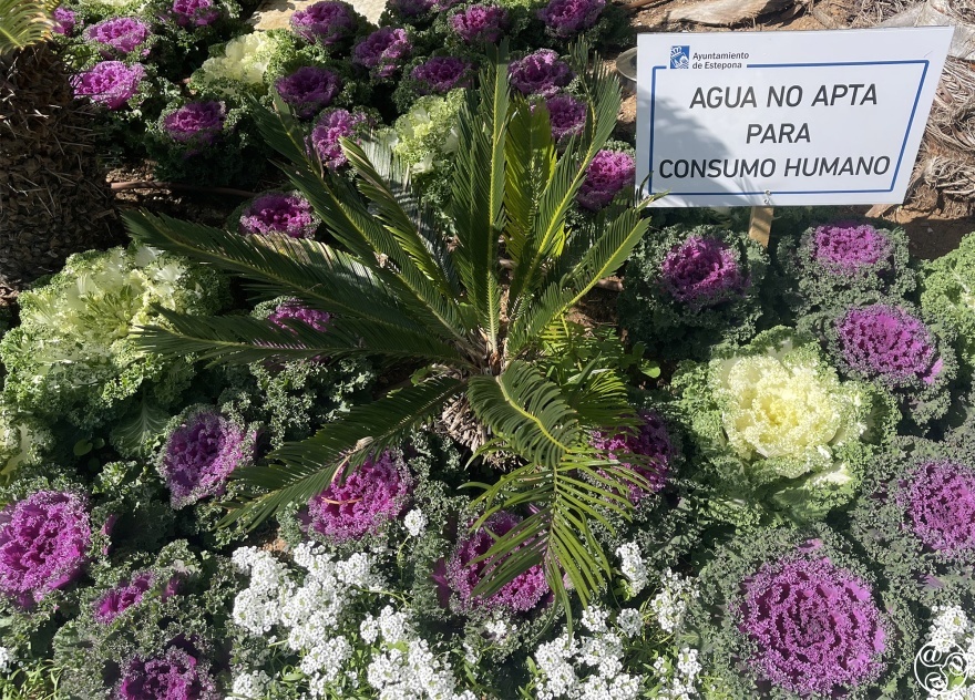 The use of recyled water for Ornamental cabbages, cycad palms in Esetpona © Michelle Chaplow