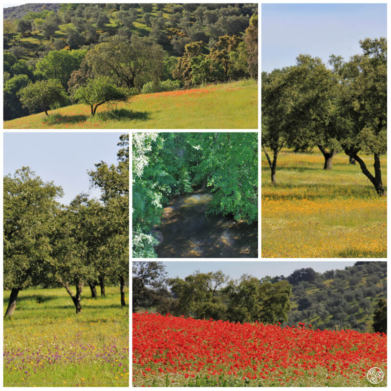 Sierra Norte de Sevilla © Kevin George Monterrubio