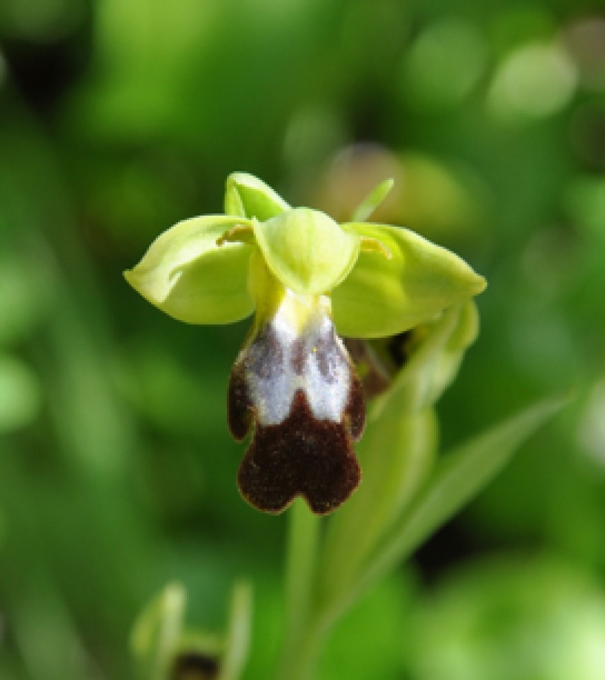 Sombre Orchid – Ophrys fusca © Tony Hall