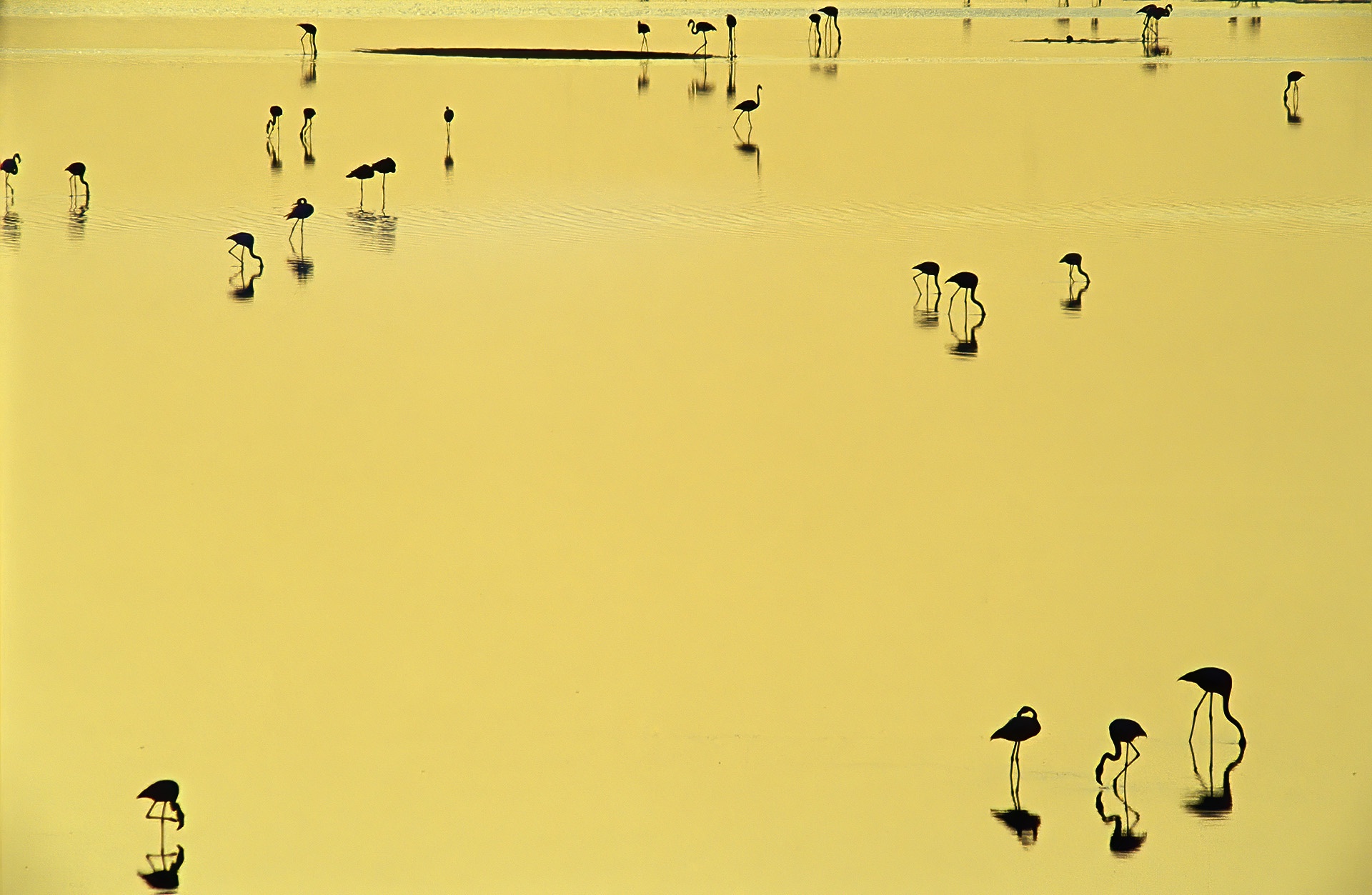 Greater Flamingos (Phoenicopterus ruber) feeding on shallow waters at sunset. Fuente de Piedra lagoon, Málaga province, Spain. © Marcos G Meider