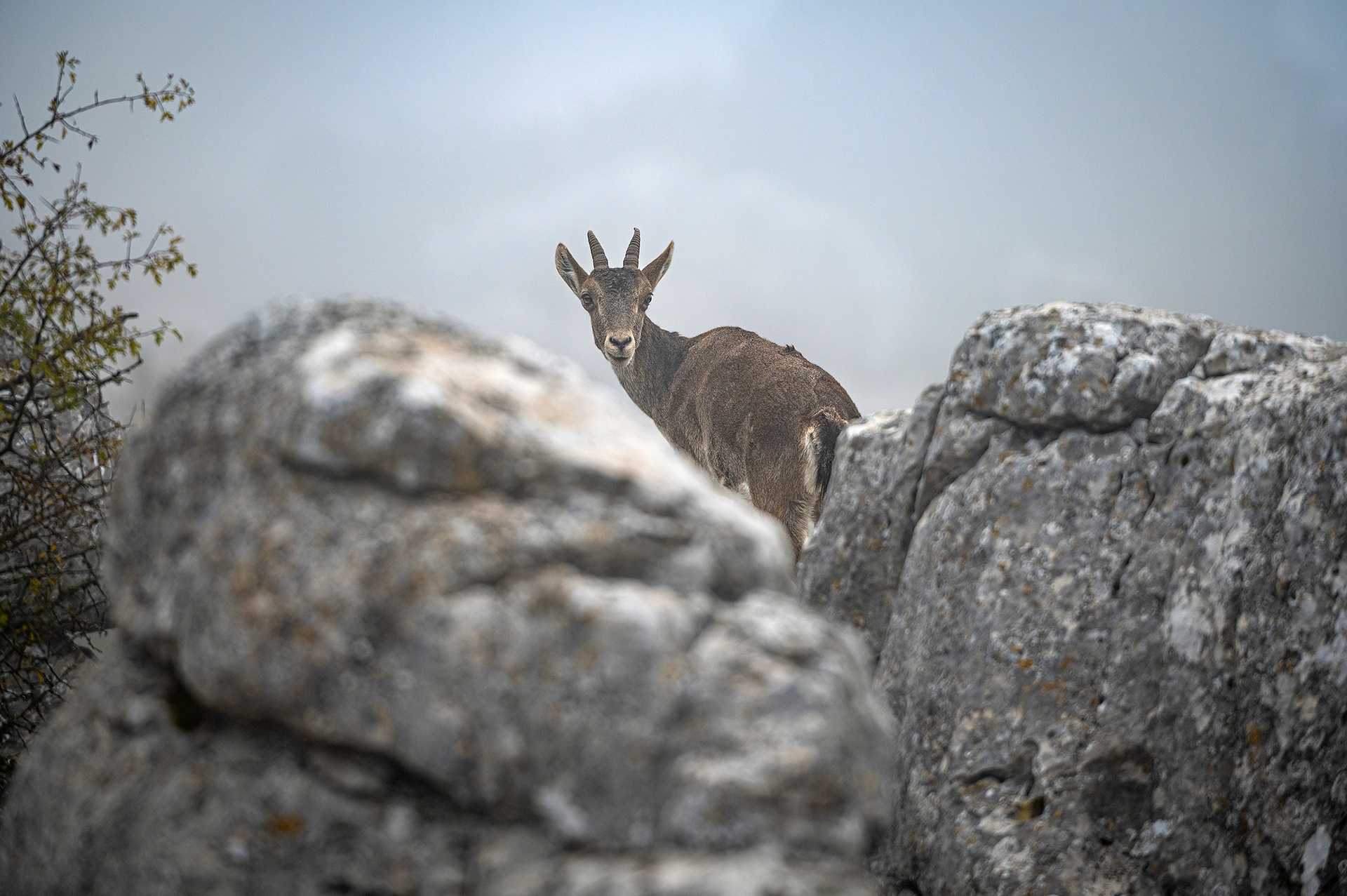 Spanish ibex (Capra pyrenaica) female at a lookout amongst rocks on a misty morning. Torcal de Antequera, Malaga province, Andalucia, Spain. © Marcos G Meider