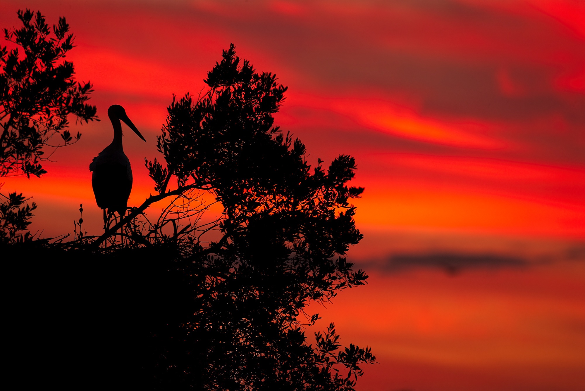 White stork (Ciconia ciconia) perched on top of its nest at dusk. Doñana National Park, Andalucia, Spain. © Marcos G Meider