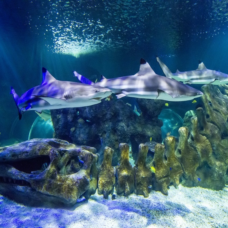 Sea Life Aquarium Benalmadena, Costa del Sol
