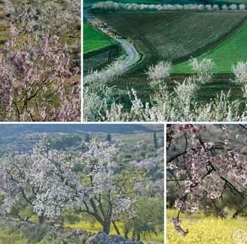 Almond trees in Andalucia by © Michelle Chaplow