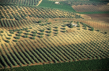 Andalucian countryside, this historic town is rich in fertile land making it Andalucia's top producers of olives © Michelle Chaplow