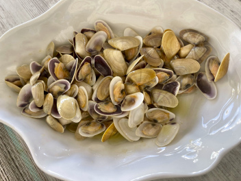 Fresh baby clams often known as coquinas here in Andalucia