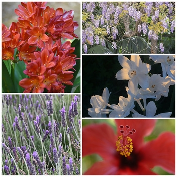 Mediterranean flowers, flourish in the gardens of Andalucia © Michelle Chaplow