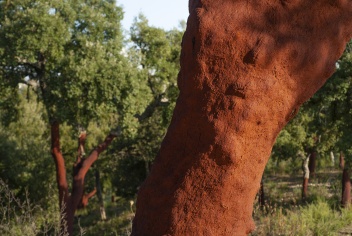 Cork tree groves in Andalucia © Michelle Chaplow