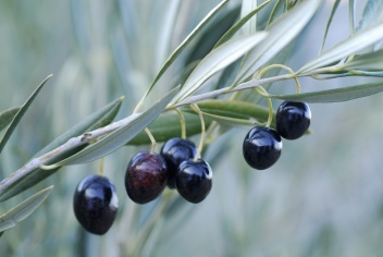Olives hanging in abundance, ripe and ready for harvest, their deep purple hues glistening under the soft sunlight © Michelle Chaplow