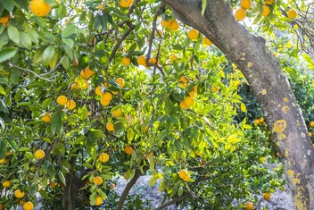 Oranges grow in abundance in El Valle © Michelle Chaplow