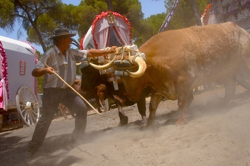 The journey to El Rocio  © Joaquin Alarcon 