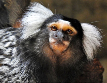 Common Marmoset © AWCP