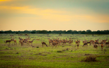 Wildlife grazing across the vast marshlands of Doñana National Park, a UNESCO World Heritage Site where wetlands, wild landscapes, and open skies create one of Spain’s most remarkable natural havens. ©istockphoto.com