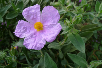 The Grey-Leaved Cistus - Cistus albidus © Tony Hall