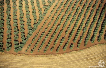 Looking down from a hot air balloon to the olive groves in Andalucia © M Chaplow