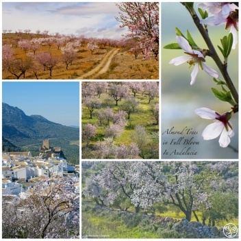 January & February are the best months to see Almond trees © Michelle Chaplow