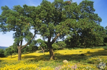 The beautiful Los Alcornocales natural park in the province of Cadiz. © Michelle Chaplow