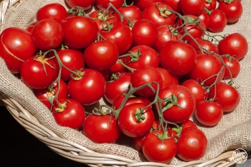 Delicious Spanish tomatoes on the vine © Michelle Chaplow