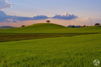 Beautiful green rolling hills of La Campiña, stretching as far as the eye can see © Michelle Chaplow