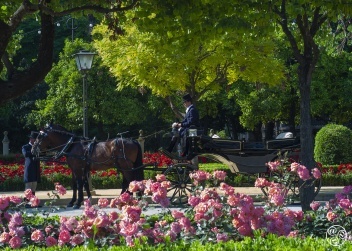 Horse and carriage is the best way to arrive in style © Michelle Chaplow