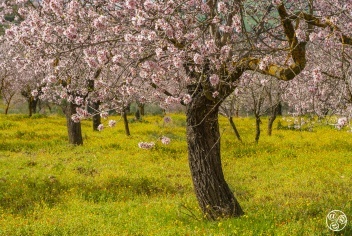 Almonds Tree (Prunus dulcis) © Michelle Chaplow