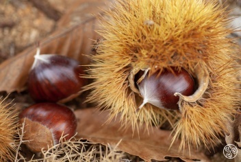 The Chestnut. © Michelle Chaplow