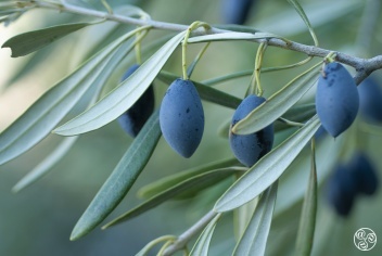 December and January are the main months for the Olive harvest in Andalucia © Michelle Chaplow