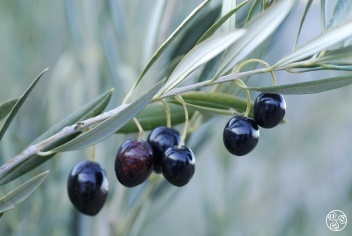 Olives hanging in abundance, ripe and ready for harvest, their deep purple hues glistening under the soft sunlight © Michelle Chaplow