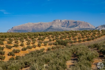 Olive groves near Ubeda, Jaen, Andalucia. © Michelle Chaplow