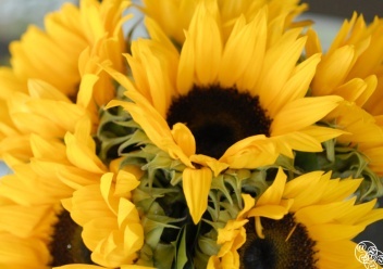 Sunflowers are harvested in Castellar © Michelle Chaplow