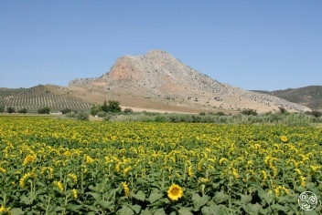 Córdoba Sunflowers © Michelle Chaplow