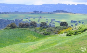 It's great to drive around the hills around Ronda © Michelle Chaplow