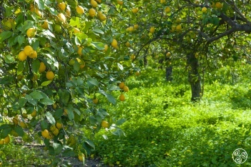 Wondering what to do with all your lemons? We have the recipe © Michelle Chaplow