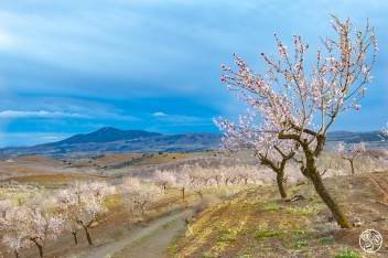 Spring is in the air in Andalucia (c) Michelle Chaplow