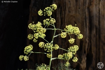 Wild flowers on The Camino del Rey © Michelle Chaplow
