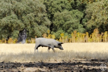The Iberian pig, the small brown breed is native to Spain © Michelle Chaplow