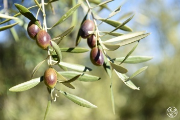 Spain produces more than 250 different varieties of olives © Michelle Chaplow
