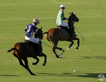 Polo ponies and Polo Players  © Michelle Chaplow